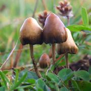 Mushroom Observer / By Arp [CC BY-SA 3.0 (https://creativecommons.org/licenses/by-sa/3.0)], via Wikimedia Commons